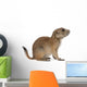 Black-tailed prairie dog, Cynomys ludovicianus, sitting Wall Decal