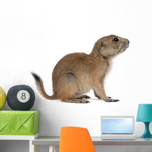 Black-tailed prairie dog, Cynomys ludovicianus, sitting Wall Decal