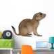 Black-tailed prairie dog, Cynomys ludovicianus, sitting Wall Decal