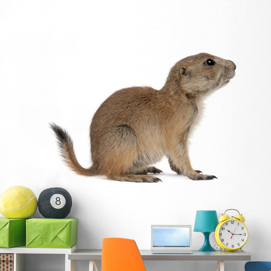 Black-tailed prairie dog, Cynomys ludovicianus, sitting Wall Decal