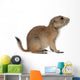 Black-tailed prairie dog, Cynomys ludovicianus, sitting Wall Decal