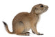 Black-tailed prairie dog, Cynomys ludovicianus, sitting Wall Decal