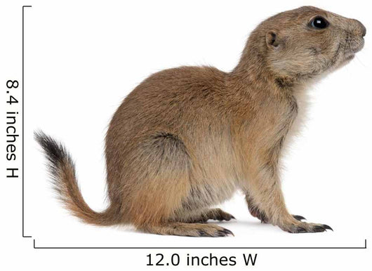 Black-tailed prairie dog, Cynomys ludovicianus, sitting Wall Decal