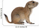 Black-tailed prairie dog, Cynomys ludovicianus, sitting Wall Decal