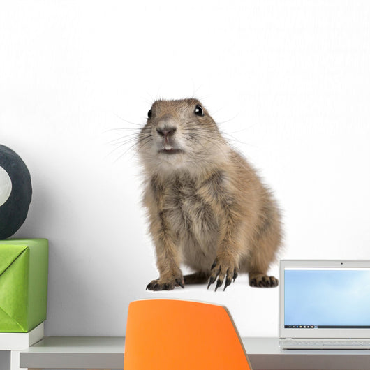 Black-tailed Prairie Dog Cynomys Wall Decal