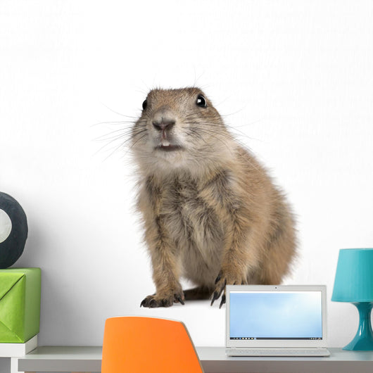 Black-tailed Prairie Dog Cynomys Wall Decal