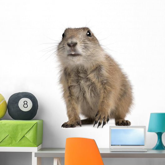 Black-tailed Prairie Dog Cynomys Wall Decal