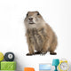 Black-tailed Prairie Dog Cynomys Wall Decal