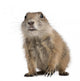 Black-tailed Prairie Dog Cynomys Wall Decal