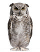 Great Horned Owl Bubo Virginianus Subarcticus Wall Decal