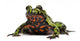 Oriental Fire-bellied Toad Bombina Wall Decal
