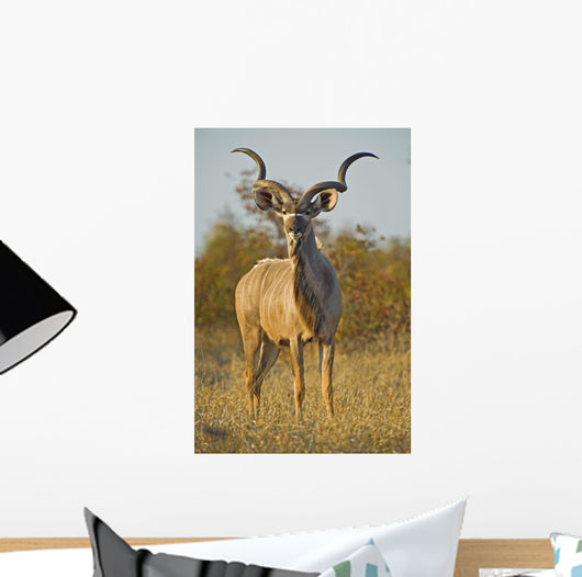 A huge Kudu Bull enjoys the early morning Winter Sun Wall Mural
