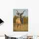 A huge Kudu Bull enjoys the early morning Winter Sun Wall Mural