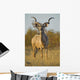 A huge Kudu Bull enjoys the early morning Winter Sun Wall Mural