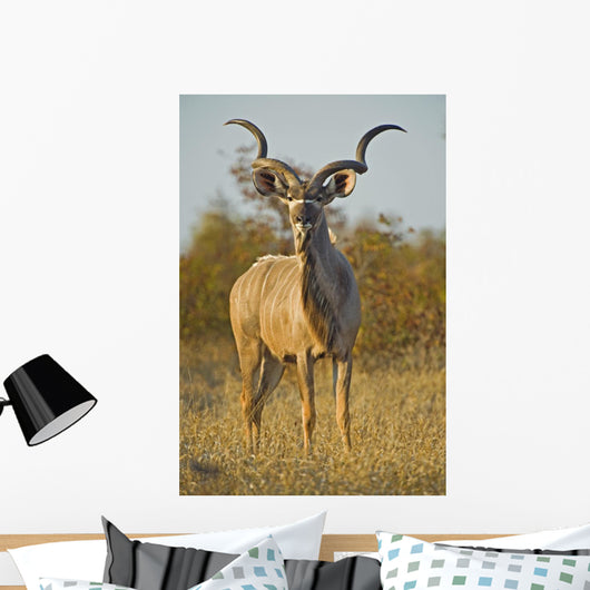 A huge Kudu Bull enjoys the early morning Winter Sun Wall Mural