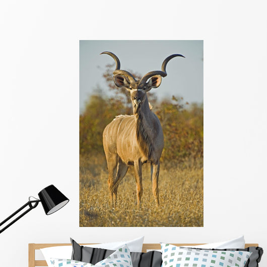 A huge Kudu Bull enjoys the early morning Winter Sun Wall Mural