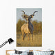 A huge Kudu Bull enjoys the early morning Winter Sun Wall Mural