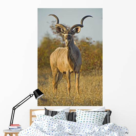 A huge Kudu Bull enjoys the early morning Winter Sun Wall Mural