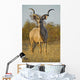 A huge Kudu Bull enjoys the early morning Winter Sun Wall Mural