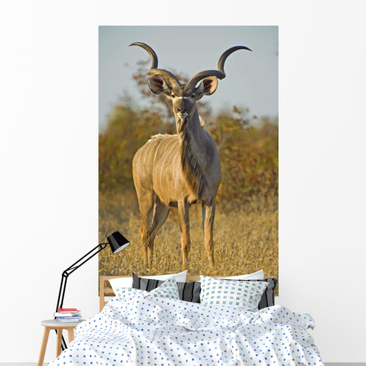 A huge Kudu Bull enjoys the early morning Winter Sun Wall Mural