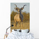 A huge Kudu Bull enjoys the early morning Winter Sun Wall Mural