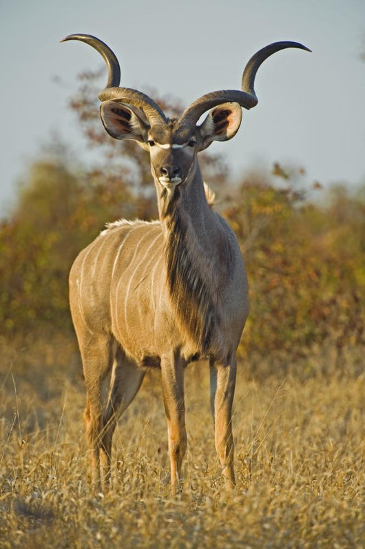 A huge Kudu Bull enjoys the early morning Winter Sun Wall Mural