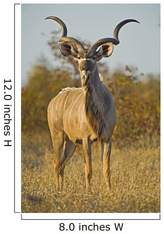 A huge Kudu Bull enjoys the early morning Winter Sun Wall Mural