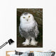 Snowy Owl Wall Mural