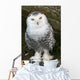 Snowy Owl Wall Mural