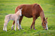 Horse with Its Son Wall Decal
