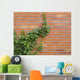 ivy growing up the wall Wall Mural