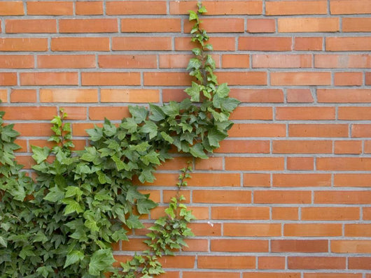 ivy growing up the wall Wall Mural