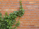 ivy growing up the wall Wall Mural