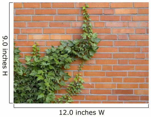 ivy growing up the wall Wall Mural