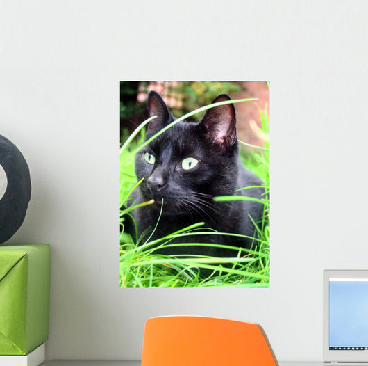 black cat Wall Mural