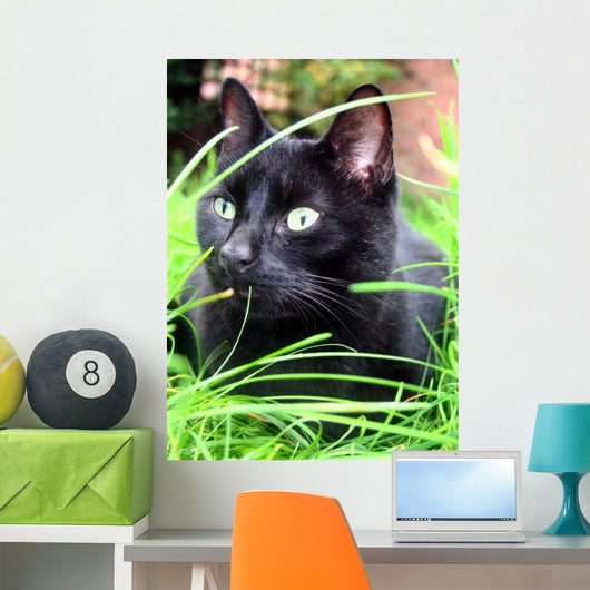 black cat Wall Mural