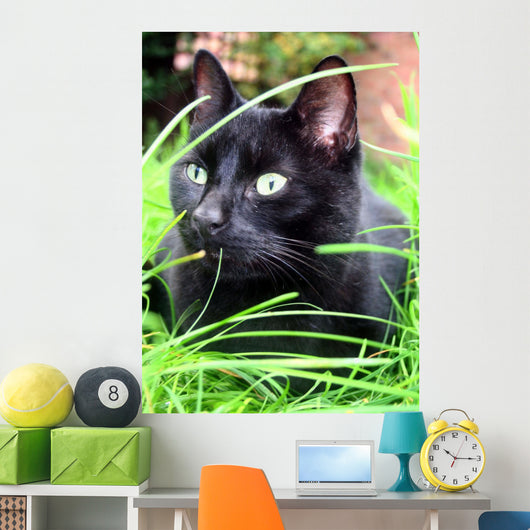 black cat Wall Mural
