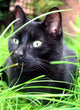 black cat Wall Mural