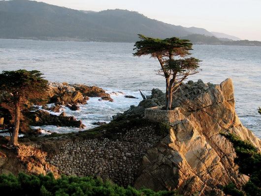 Lone Cypress