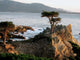 Lone Cypress