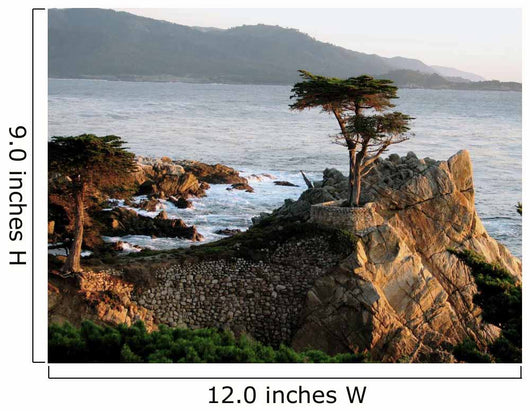Lone Cypress
