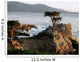 Lone Cypress