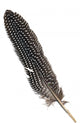 Guinea Fowl Plume Wall Mural