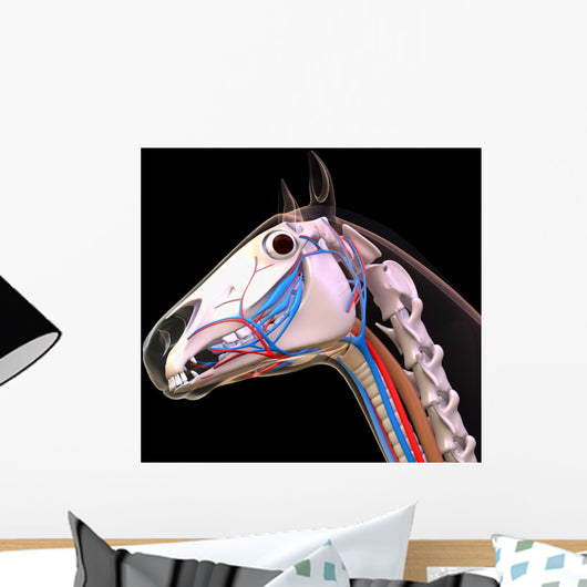 Horse Head Anatomy