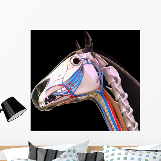 Horse Head Anatomy