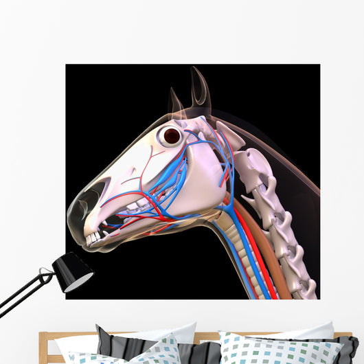 Horse Head Anatomy
