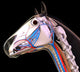 Horse Head Anatomy