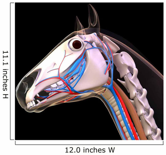 Horse Head Anatomy