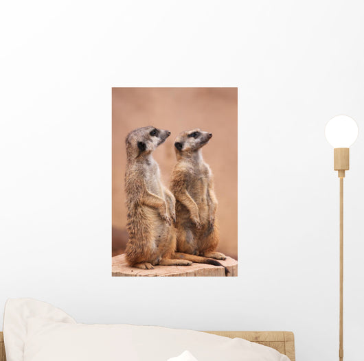 Meerkats Wall Mural