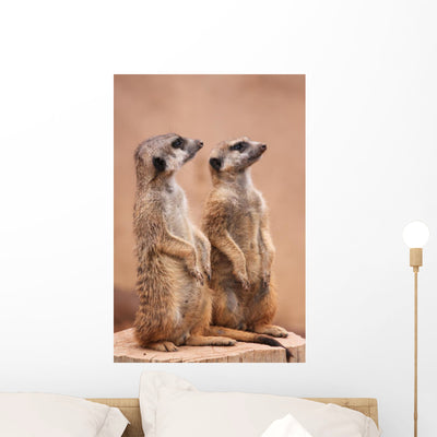 Meerkats Wall Mural shown on a wall